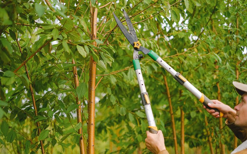 Tree trimming in Minburn, IA
